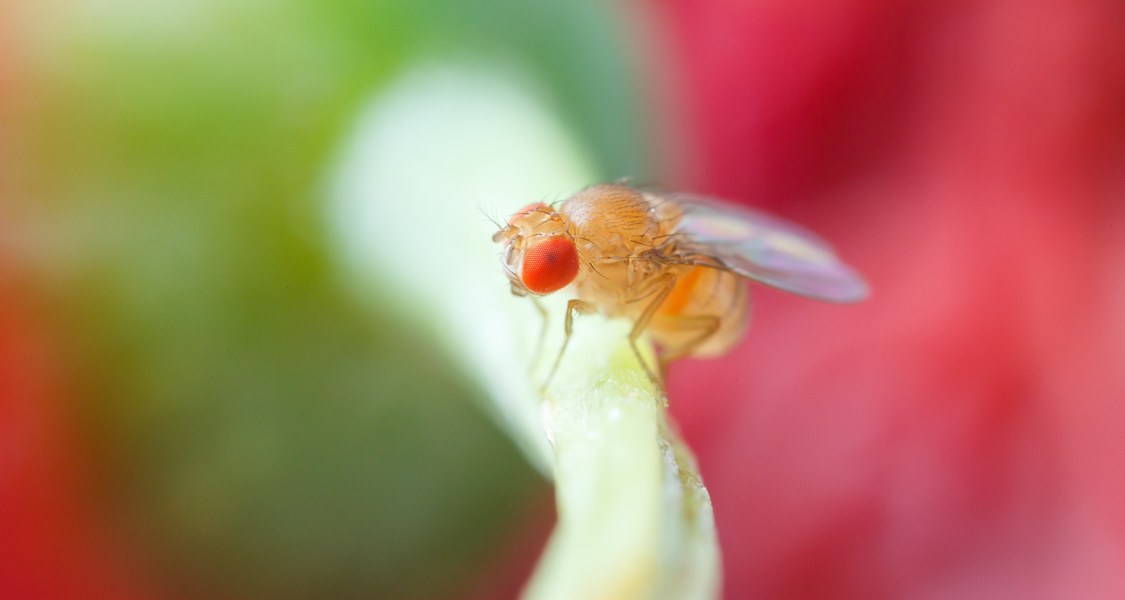 eine Taufliege
