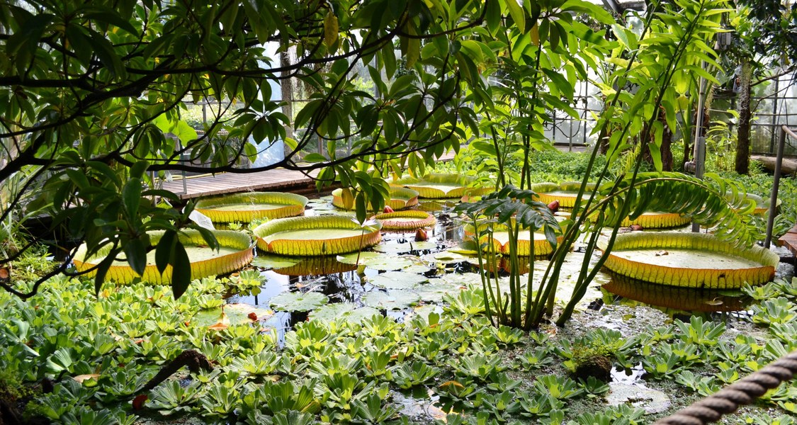 Das Foto zeigt Pflanzen des Victoriahauses im Botanischen Garten Marburg.