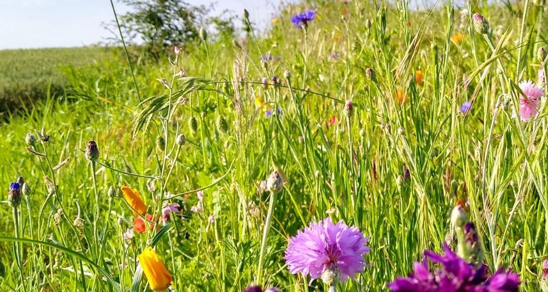 Blumenwiese