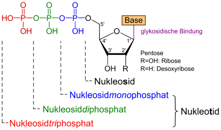 Nukleotide