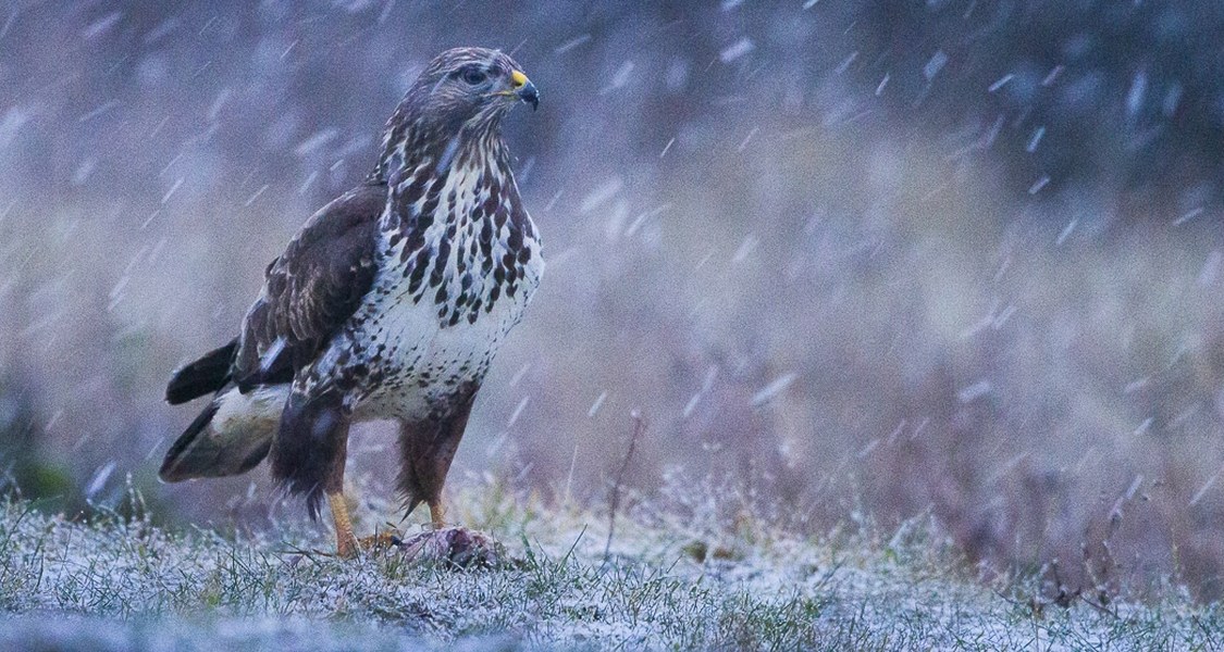 Mäusebussard im Schnee