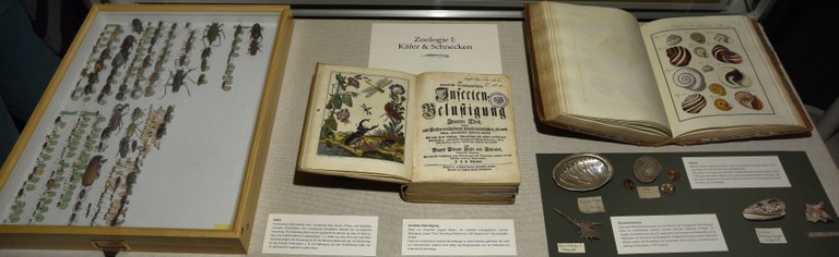 Insektensammlung