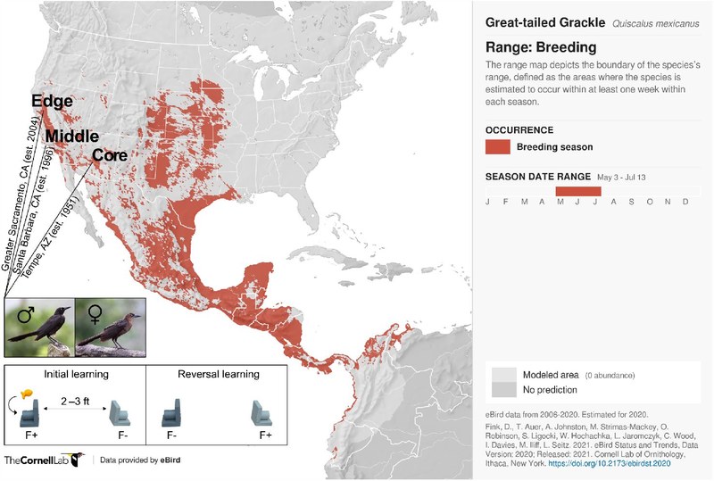 Overview of participants and the experimental procedure for studying the breeding areas of the large-tailed grackle (Quixcalus mexicanus)