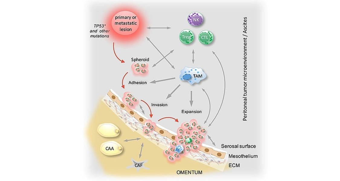 Peritonealtumor microenvironment / Ascites